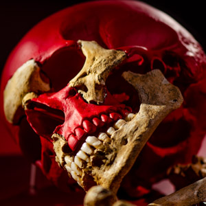 Waterloo Skull